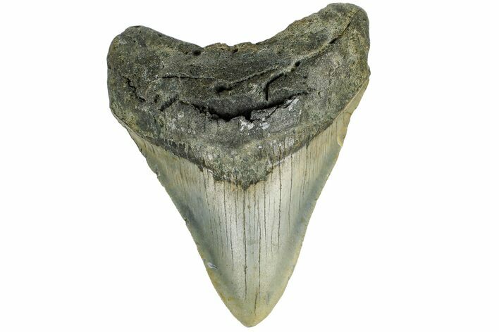 Serrated, Fossil Megalodon Tooth - North Carolina #165430